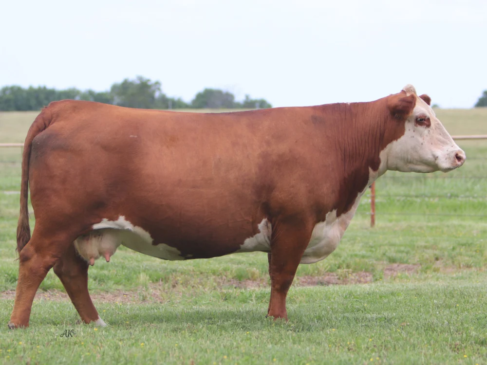 MISS ADVANCE 7757