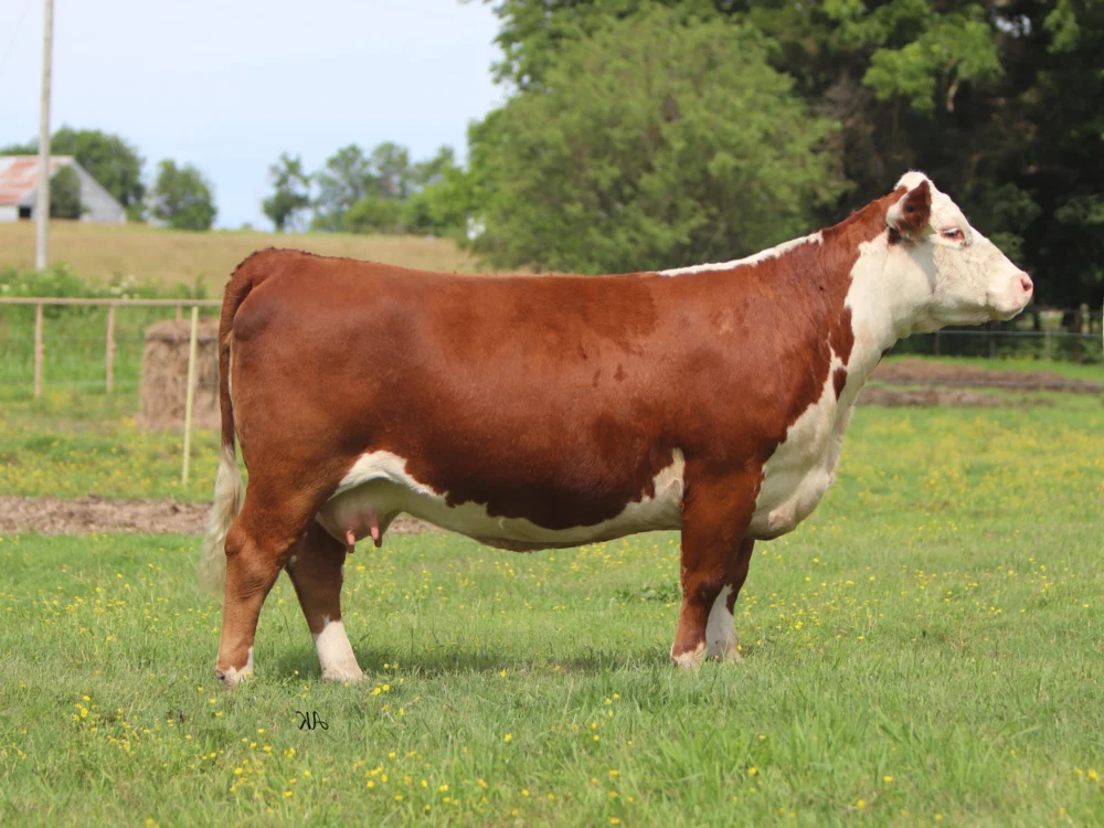 GRACE 2235 ET